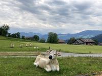 Kuh vor Käsekeller