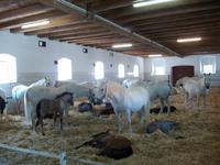 Lipizzanergestüt Piber &ndash; &copy; Steffen Mucke (Eberhardt TRAVEL)