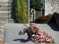 Villach_Burg_Landskron (3) &ndash; &copy; Andreas Höhn (Eberhardt TRAVEL)