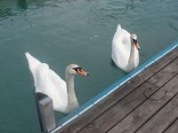 Wörthersee &ndash; &copy; Kerstin Hugel (Eberhardt TRAVEL)