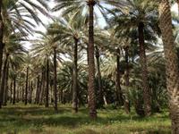 182 in der Oase Birkat al Mauz &ndash; &copy; Patrick Fritzsche (Eberhardt TRAVEL)