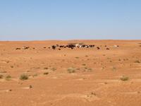 263 Wüstensafari &ndash; &copy; Patrick Fritzsche (Eberhardt TRAVEL)