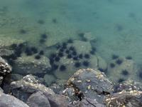 401 Seeigel &ndash; &copy; Patrick Fritzsche (Eberhardt TRAVEL)