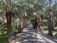 056 Oase Birkat Al Mauz (Bananensee) &ndash; &copy; Patrick Fritzsche (Eberhardt TRAVEL)