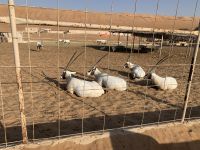 173 Wahiba Sands - 1000 Nights Camp &ndash; &copy; Patrick Fritzsche (Eberhardt TRAVEL)