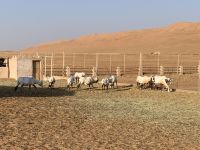 184 Wahiba Sands - 1000 Nights Camp &ndash; &copy; Patrick Fritzsche (Eberhardt TRAVEL)