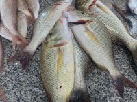 340 Barka Fischmarkt &ndash; &copy; Patrick Fritzsche (Eberhardt TRAVEL)