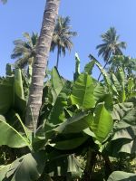 402 Obstplantage Salalah &ndash; &copy; Patrick Fritzsche (Eberhardt TRAVEL)