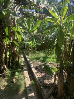 403 Obstplantage Salalah &ndash; &copy; Patrick Fritzsche (Eberhardt TRAVEL)