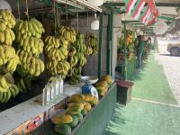 406 Obstplantage Salalah &ndash; &copy; Patrick Fritzsche (Eberhardt TRAVEL)