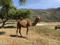 465 Wadi Darbat &ndash; &copy; Patrick Fritzsche (Eberhardt TRAVEL)