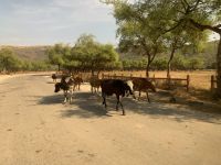 467 Wadi Darbat &ndash; &copy; Patrick Fritzsche (Eberhardt TRAVEL)