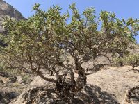 534 Weihrauchbaum &ndash; &copy; Patrick Fritzsche (Eberhardt TRAVEL)