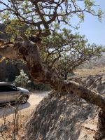 535 Weihrauchbaum &ndash; &copy; Patrick Fritzsche (Eberhardt TRAVEL)