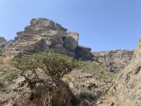 536 Weihrauchbaum &ndash; &copy; Patrick Fritzsche (Eberhardt TRAVEL)