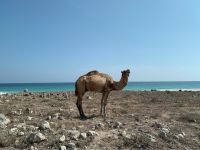 537 Fazaya Beach &ndash; &copy; Patrick Fritzsche (Eberhardt TRAVEL)