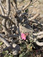551 Wüstenrose &ndash; &copy; Patrick Fritzsche (Eberhardt TRAVEL)