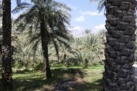 Oase Al Hamra &ndash; &copy; Frank Nimschowski (Eberhardt TRAVEL)