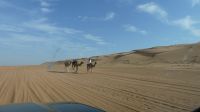 Ausfahrt aus der Wahiba &ndash; &copy; Frank Nimschowski (Eberhardt TRAVEL)