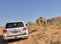 ein hungriges Kamel &ndash; &copy; Frank Nimschowski (Eberhardt TRAVEL)