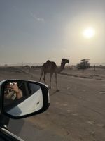Fahrt durch die „Wahiba Sands“ Sandwüste &ndash; &copy; Jacob Spangenberg (Eberhardt TRAVEL)