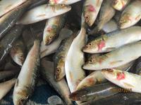 Fischmarkt Sur &ndash; &copy; Annett Müller (Eberhardt TRAVEL)