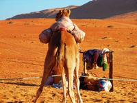 Kamel in der Wüste &ndash; &copy; Annett Müller (Eberhardt TRAVEL)