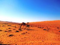 Wahiba Sands &ndash; &copy; Annett Müller (Eberhardt TRAVEL)