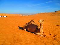 Wahiba Sands &ndash; &copy; Annett Müller (Eberhardt TRAVEL)