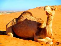 Wahiba Sands &ndash; &copy; Annett Müller (Eberhardt TRAVEL)