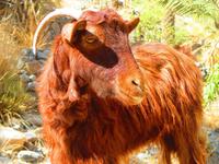 Tierische Bekanntschaft &ndash; &copy; Annett Müller (Eberhardt TRAVEL)