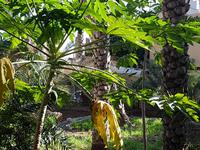 Oman, Misfat Al Abreain, Papaya &ndash; &copy; Ria Heilmann (Eberhardt TRAVEL)