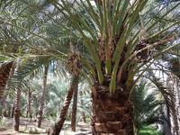 Oman, Birkat Al Mauz, Dattelpalme &ndash; &copy; Ria Heilmann (Eberhardt TRAVEL)