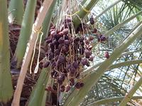 Oman, Birkat Al Mauz, Dattelpalme &ndash; &copy; Ria Heilmann (Eberhardt TRAVEL)