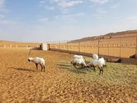 Oman, Wüstencamp 1001 Nacht, Oryx &ndash; &copy; Ria Heilmann (Eberhardt TRAVEL)