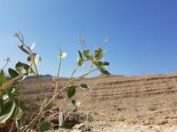 Oman, Sodomsapfel &ndash; &copy; Ria Heilmann (Eberhardt TRAVEL)