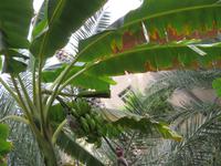 Misfat al Ibryeen Bananen &ndash; &copy; Kathrin Mickan (Eberhardt TRAVEL)
