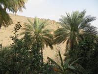 Misfat al Ibryeen Oase &ndash; &copy; Kathrin Mickan (Eberhardt TRAVEL)