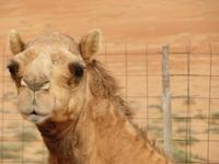 Wahiba Sands Kamel &ndash; &copy; Kathrin Mickan (Eberhardt TRAVEL)