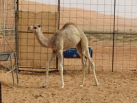 Wahiba Sands Babykamel &ndash; &copy; Kathrin Mickan (Eberhardt TRAVEL)
