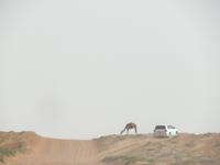 Wahiba Sands  &ndash; &copy; Kathrin Mickan (Eberhardt TRAVEL)