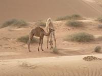 Wahiba Sands  &ndash; &copy; Kathrin Mickan (Eberhardt TRAVEL)