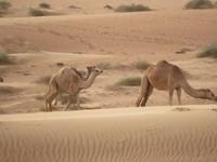 Wahiba Sands  &ndash; &copy; Kathrin Mickan (Eberhardt TRAVEL)
