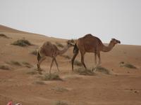 Wahiba Sands  &ndash; &copy; Kathrin Mickan (Eberhardt TRAVEL)