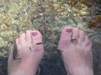 Putzerfische Ain Thowara Quellen  &ndash; &copy; Kathrin Mickan (Eberhardt TRAVEL)