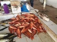 Fischmarkt in Barka &ndash; &copy; Patrick Fritzsche (Eberhardt TRAVEL)