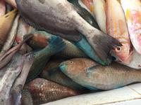 Fischmarkt in Barka &ndash; &copy; Patrick Fritzsche (Eberhardt TRAVEL)