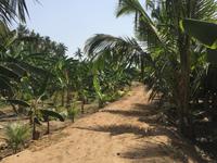 Obstplantage &ndash; &copy; Patrick Fritzsche (Eberhardt TRAVEL)