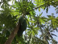 Obstplantage &ndash; &copy; Patrick Fritzsche (Eberhardt TRAVEL)