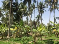 Obstplantage &ndash; &copy; Patrick Fritzsche (Eberhardt TRAVEL)